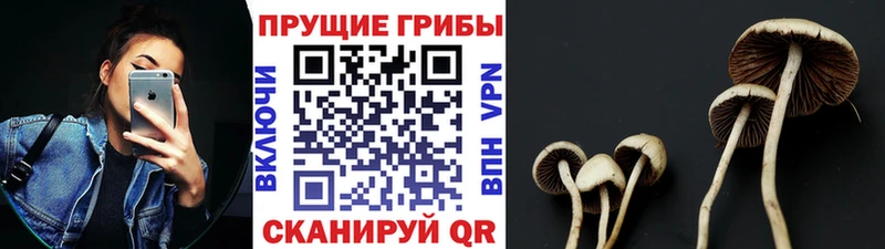 Псилоцибиновые грибы Cubensis  Малоархангельск 